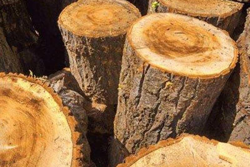 Kayu Jati: Kekuatan Alami dari Hutan Tropis Indonesia